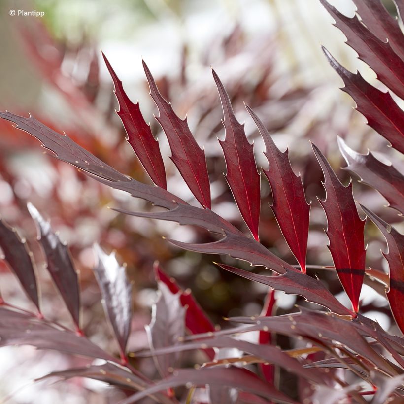 Mahonia Meteor - Stachellose Mahonie (Laub)