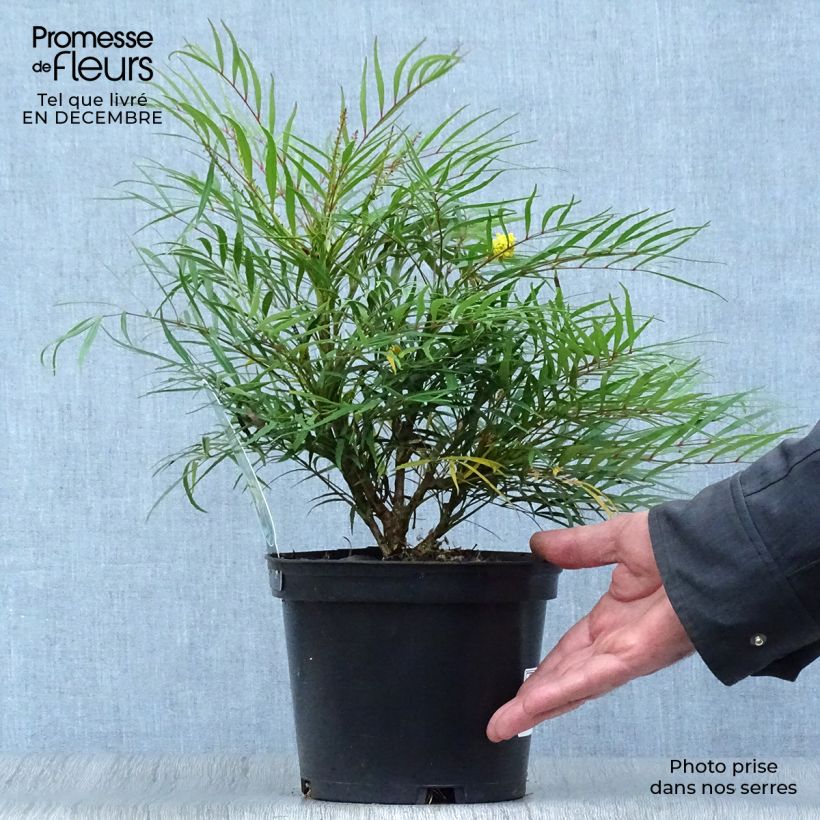 Exemplar von Mahonia eurybracteata Soft Caress - Stachellose Mahonie Topf mit 3L/4L wie im Winter geliefert