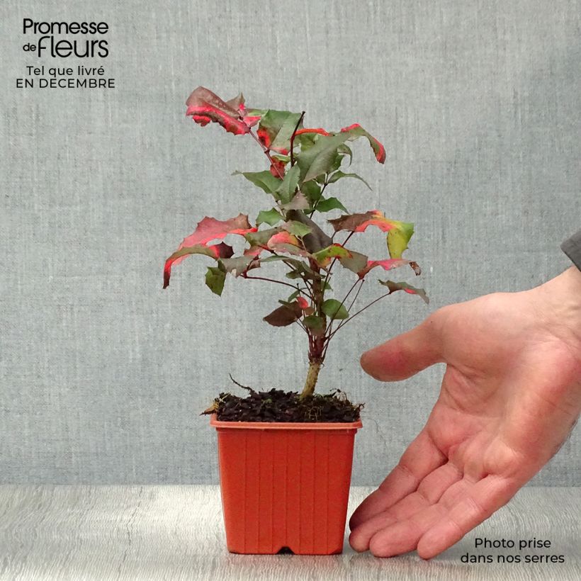 Exemplar von Mahonia aquifolium - Gewöhnliche Mahonie Kleine Töpfe von 8/9 cm wie im Winter geliefert