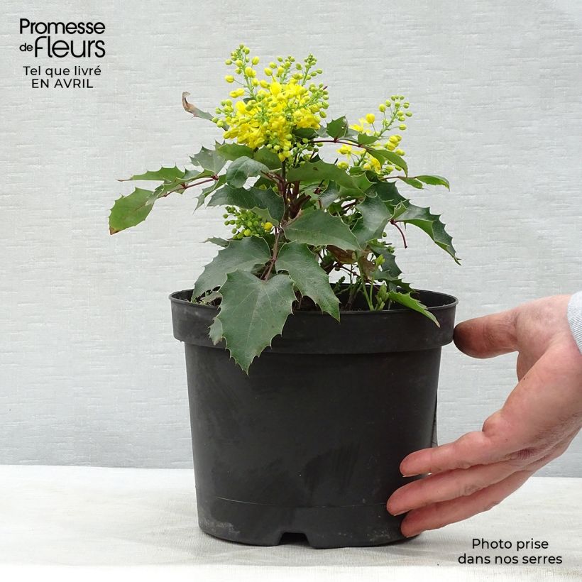 Exemplar von Mahonia aquifolium Apollo - Gewöhnliche Mahonie Topf mit 2L/3L wie im Frühjahr geliefert