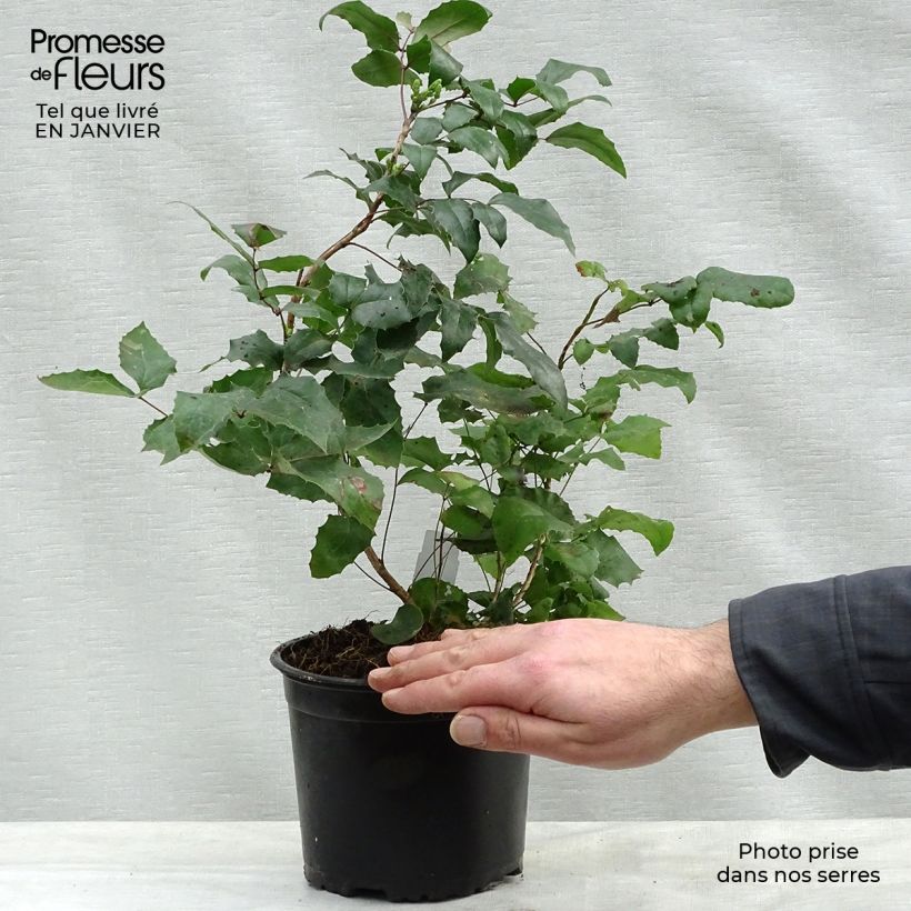 Exemplar von Mahonia aquifolium - Gewöhnliche Mahonie Topf mit 2L/3L wie im Winter geliefert