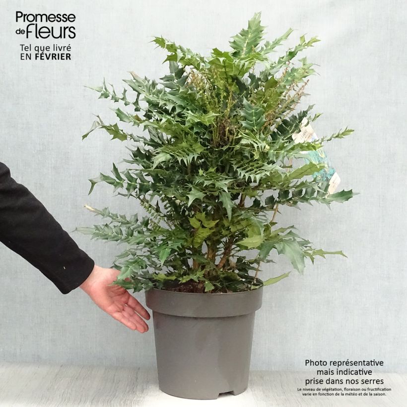 Exemplar von Mahonia media Winter Sun - Winterblühende Mahonie Topf mit 7,5L/10L wie im Winter geliefert