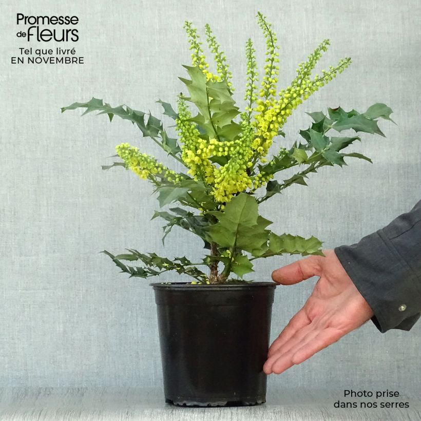 Exemplar von Mahonia media Winter Sun - Winterblühende Mahonie Topf mit 2L/3L wie im Herbst geliefert