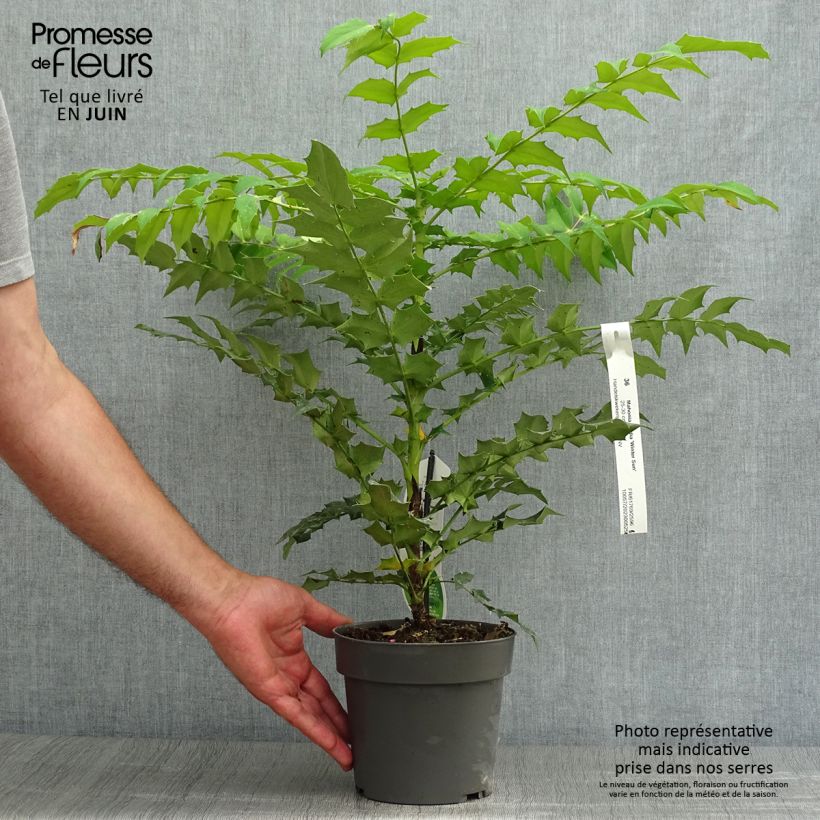 Exemplar von Mahonia media Winter Sun - Winterblühende Mahonie Topf mit 2L/3L wie im Sommer geliefert