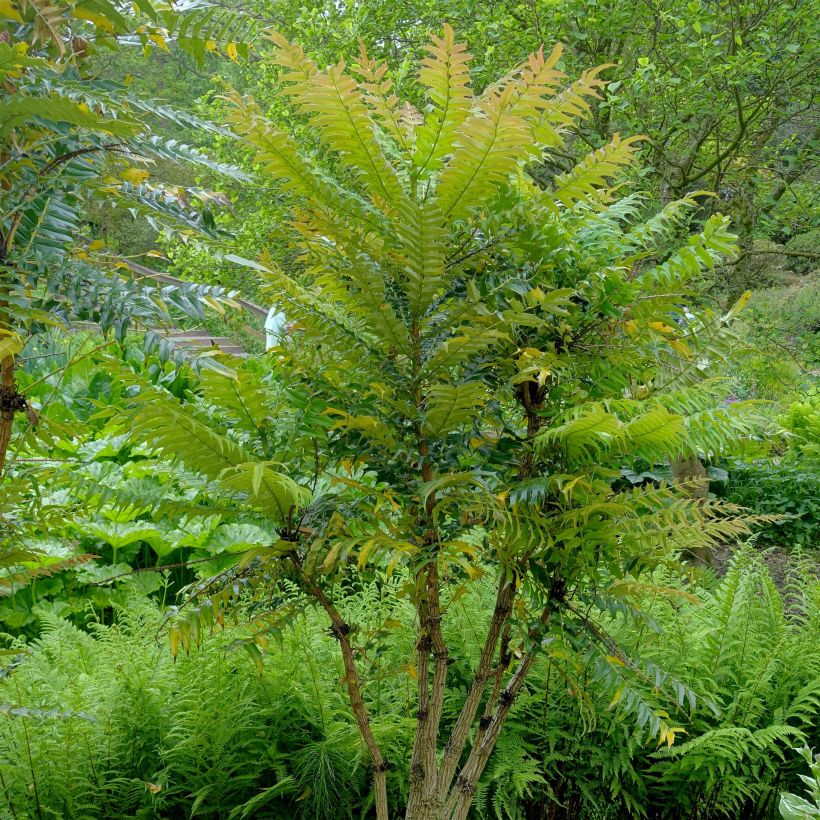 Mahonia oiwakensis subsp. lomariifolia - Lomariablättrige Mahonie (Hafen)