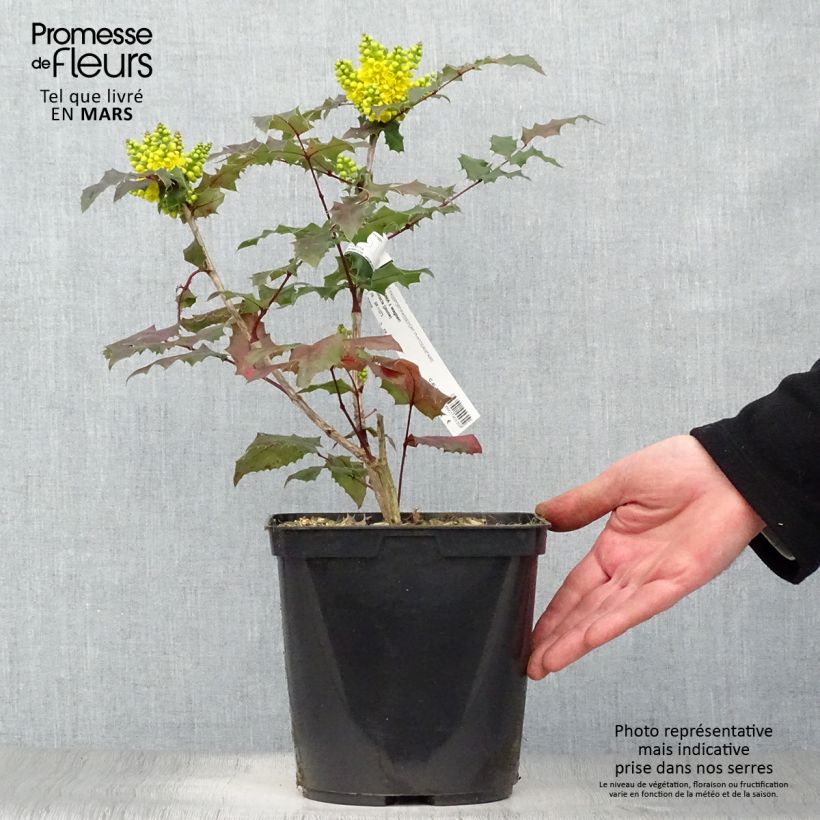 Exemplar von Mahonia wagneri Pinnacle - Wagners Mahonie Topf mit 4L/5L wie im Frühjahr geliefert