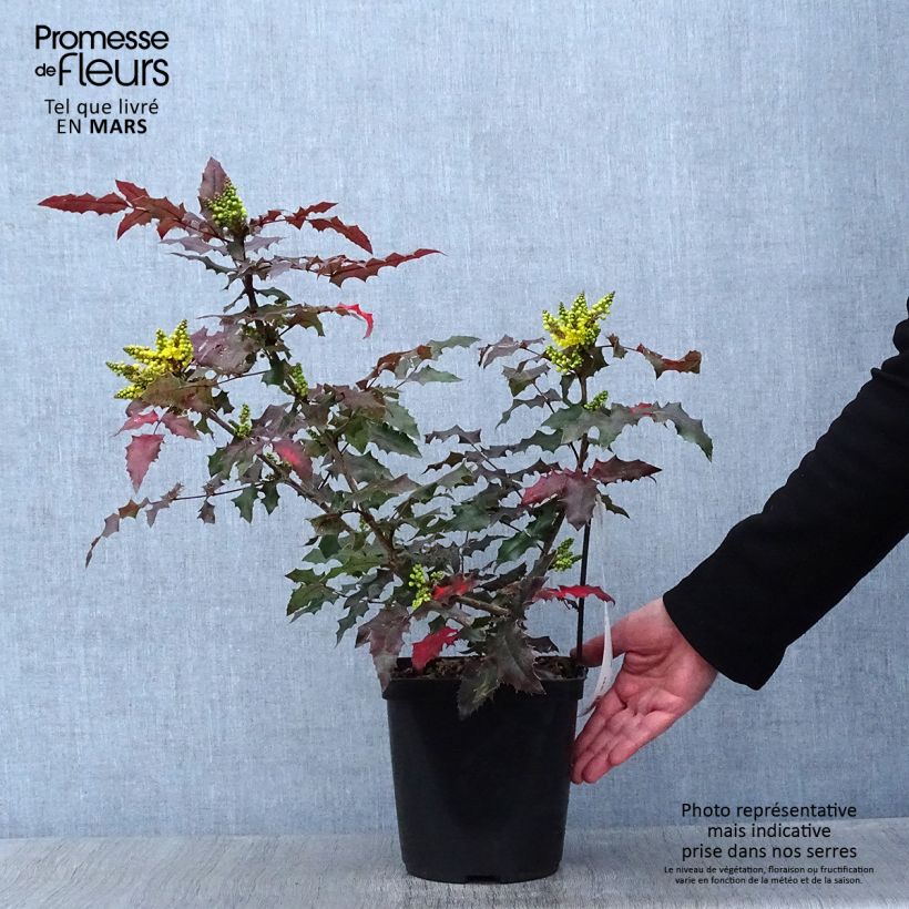 Exemplar von Mahonia wagneri Pinnacle - Wagners Mahonie Topf mit 4L/5L wie im Winter geliefert