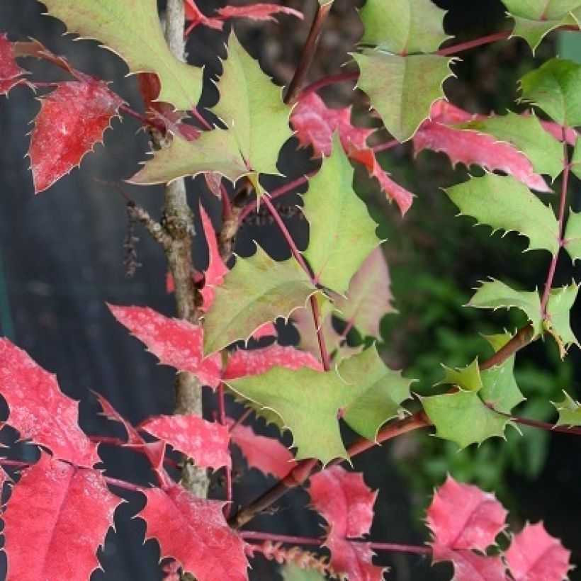 Mahonia wagneri Pinnacle - Wagners Mahonie (Laub)