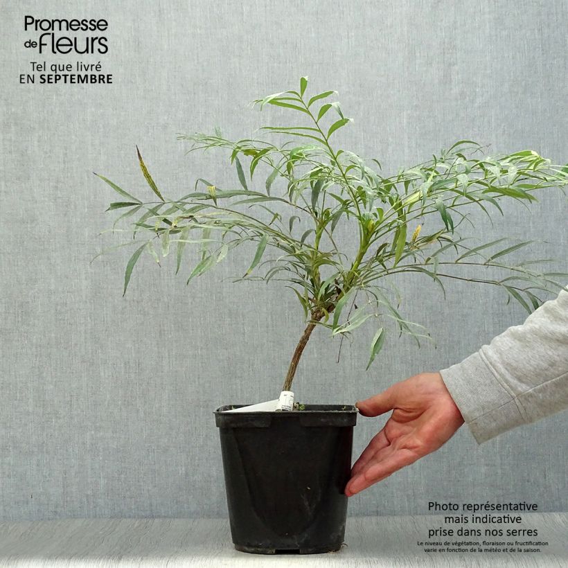Exemplar von Mahonia eurybracteata Sweet Winter - Stachellose Mahonie Topf mit 3L/4L wie im Herbst geliefert
