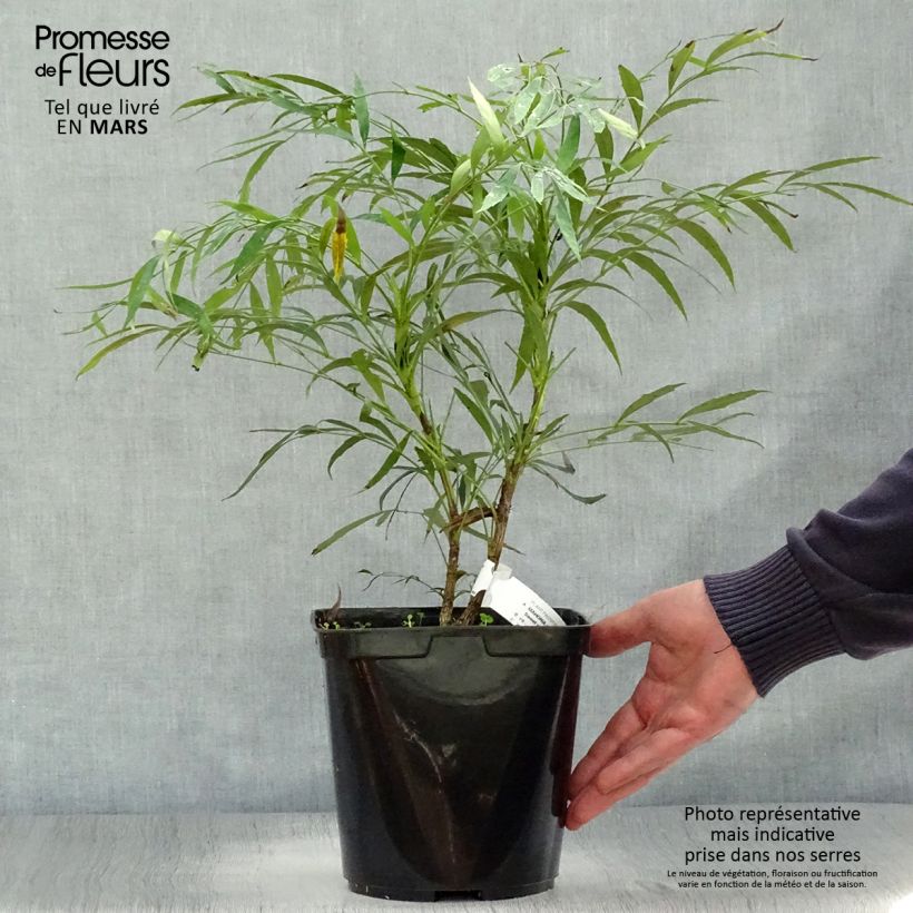 Exemplar von Mahonia eurybracteata Sweet Winter - Stachellose Mahonie Topf mit 3L/4L wie im Frühjahr geliefert