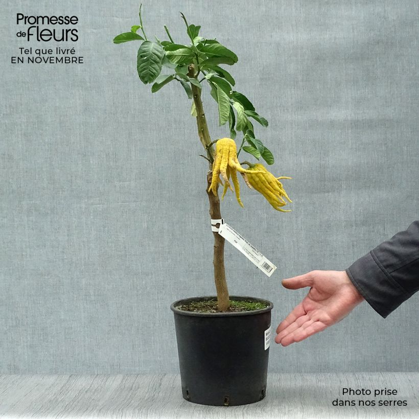 Exemplar von Buddhas Hand - Citrus medica var. sarcodactylis Topf mit 4L/5L, 1/4 Stängel wie im Herbst geliefert