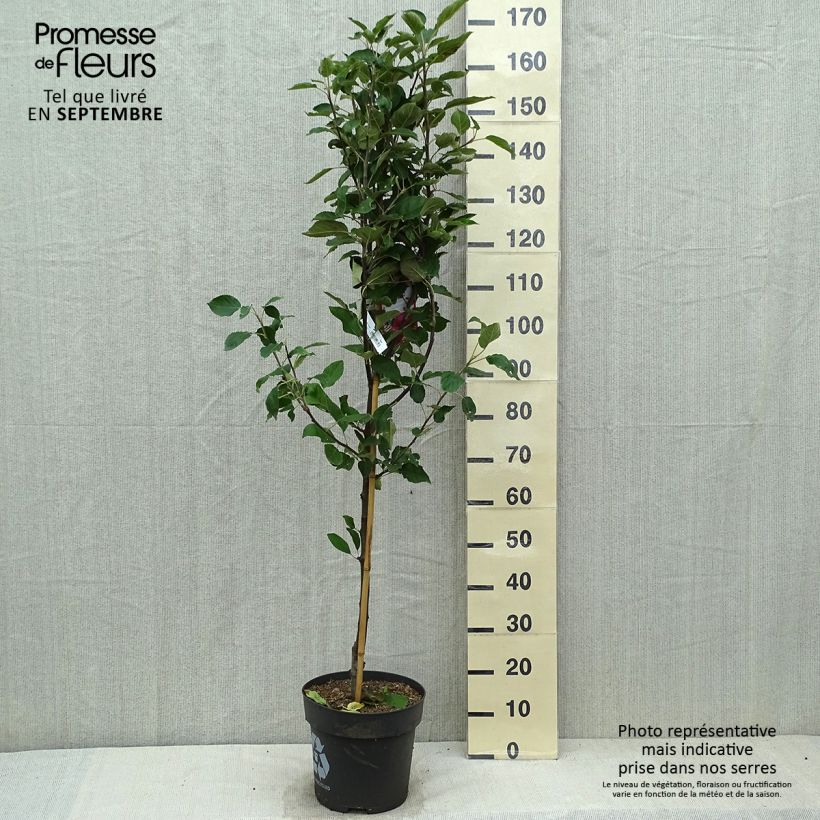 Exemplar von Apfelbaum Ingrid Marie - Malus domestica Topf mit 7,5L/10L wie im Herbst geliefert