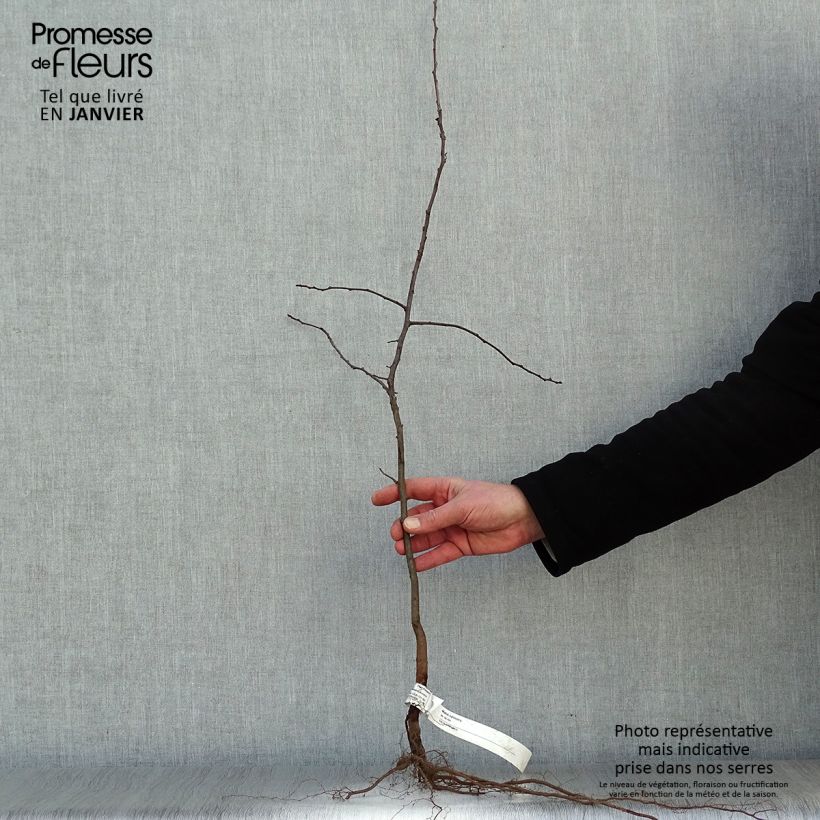 Exemplar von Holzapfel - Malus sylvestris Wurzelnackt wie im Winter geliefert