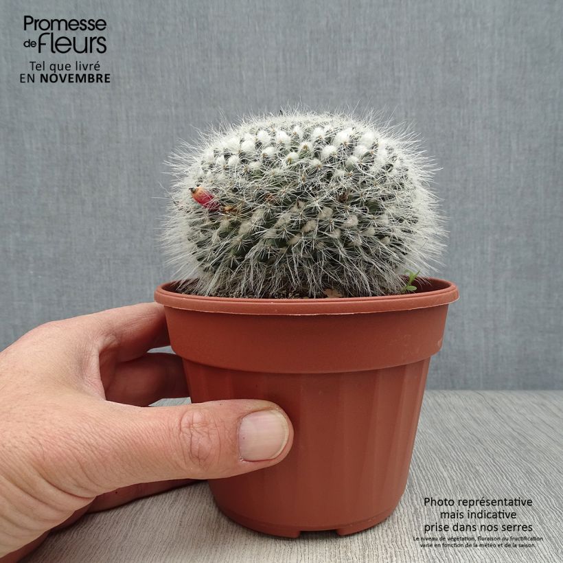 Exemplar von Mammillaria perbella - Warzenkaktus Topf 12 cm / 13 cm wie im Herbst geliefert