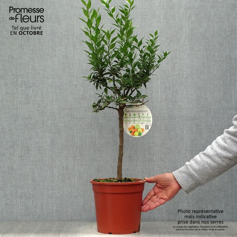 Exemplar von Chinotto - Citrus aurantium var. myrtifolia Topf mit 4L/5L, 1/4 Stängel wie im Herbst geliefert