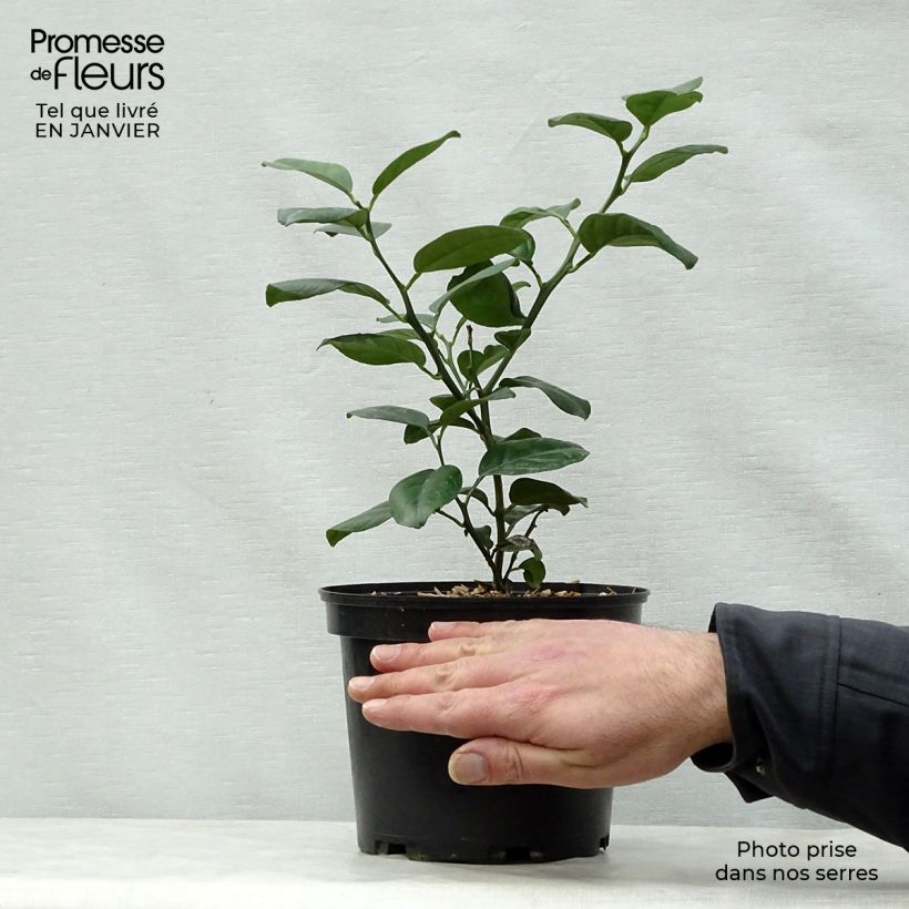 Exemplar von Mandarine Keraji - Citrus reticulata Topf mit 2L/3L, Strauch wie im Winter geliefert