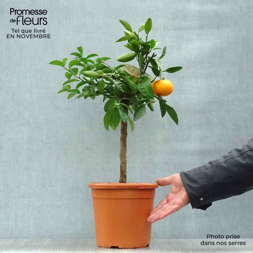 Exemplar von Mandarine - Citrus reticulata subsp. unshiu Topf mit 4L/5L, 1/4 Stängel wie im Herbst geliefert