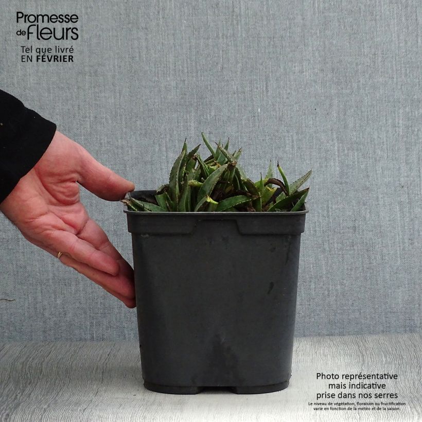 Exemplar von Mangave Bloodspot Topf mit 3L/4L wie im Winter geliefert