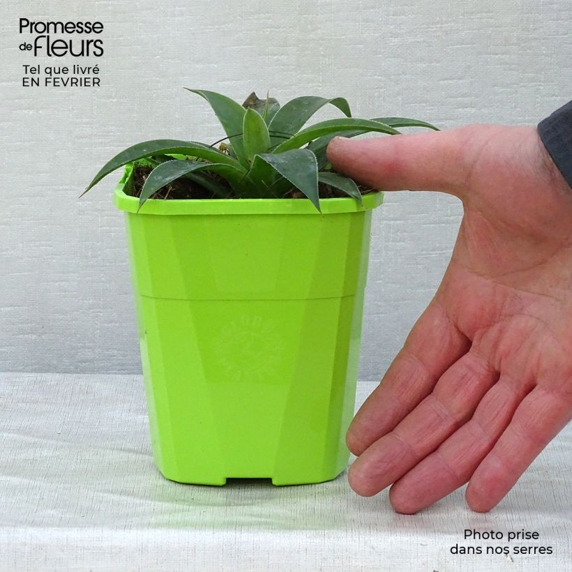 Exemplar von Mangave Mangavé Lavender Lady Topf mit 1L/1,5L wie im Winter geliefert