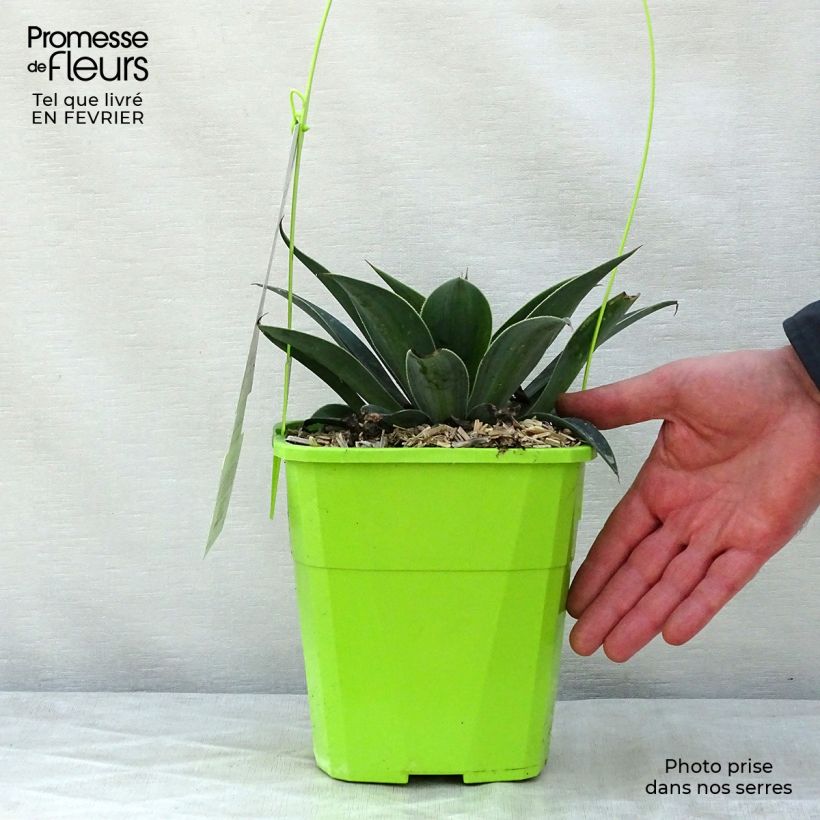 Exemplar von Mangave Mangavé Lavender Lady Topf mit 3L/4L wie im Winter geliefert