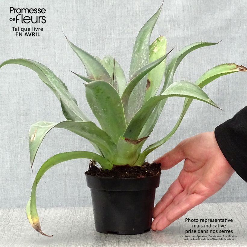 Exemplar von Mangave Mangavé Mission to Mars Topf mit 1L/1,5L wie im Frühjahr geliefert