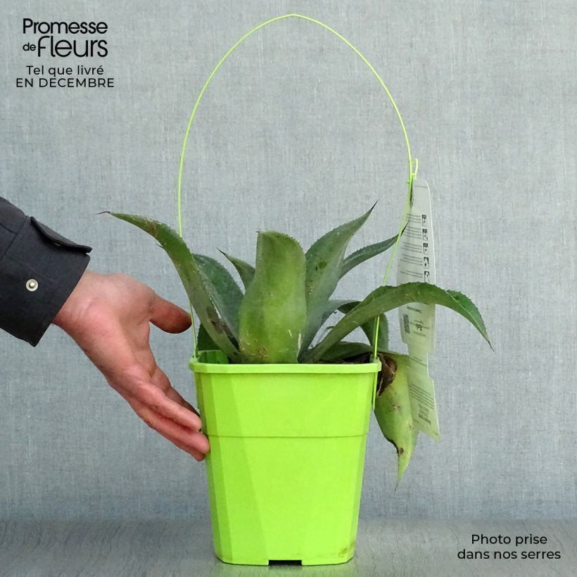 Exemplar von Mangave Mangavé Mission to Mars Topf mit 4L/5L wie im Winter geliefert