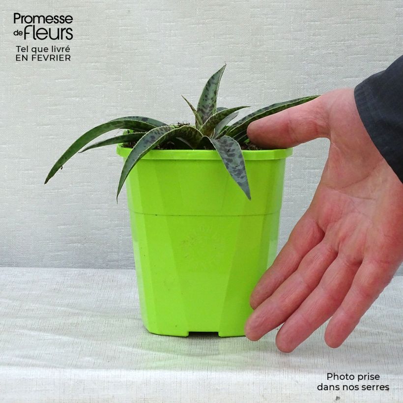 Exemplar von Mangave Mangavé Moonglow Topf mit 1L/1,5L wie im Winter geliefert