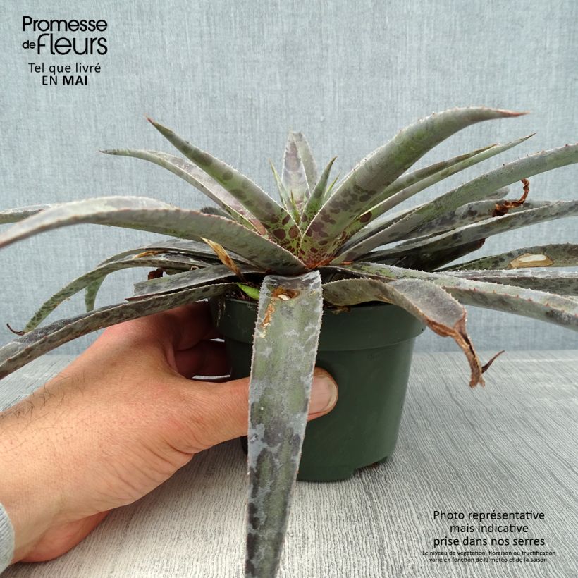 Exemplar von Mangave Mangavé Moonglow Topf mit 1L/1,5L wie im Frühjahr geliefert