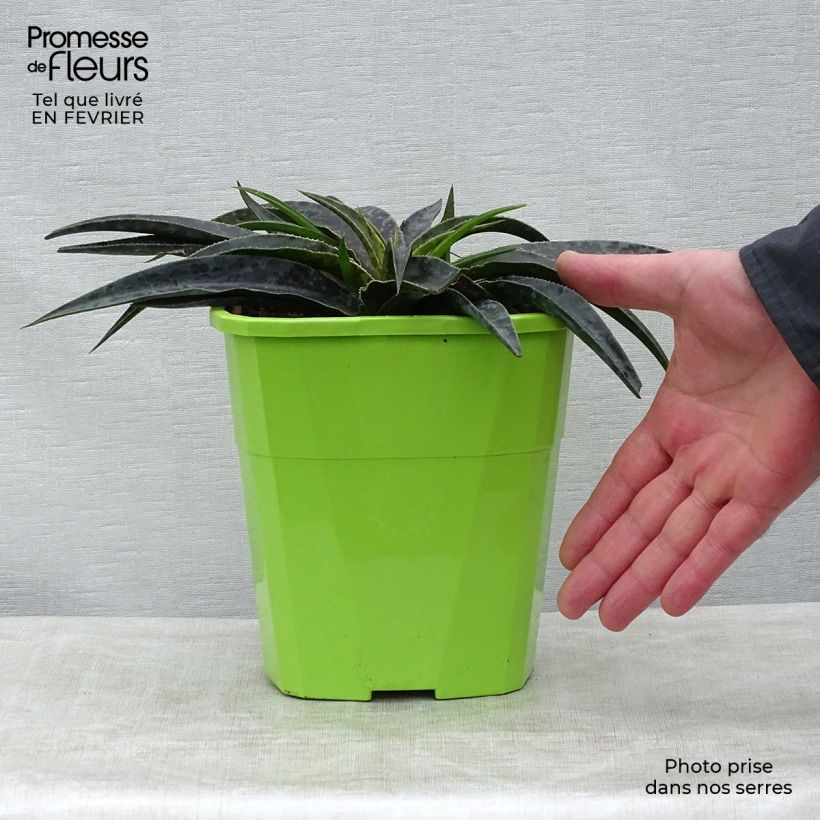 Exemplar von Mangave Mangavé Moonglow Topf mit 3L/4L wie im Winter geliefert