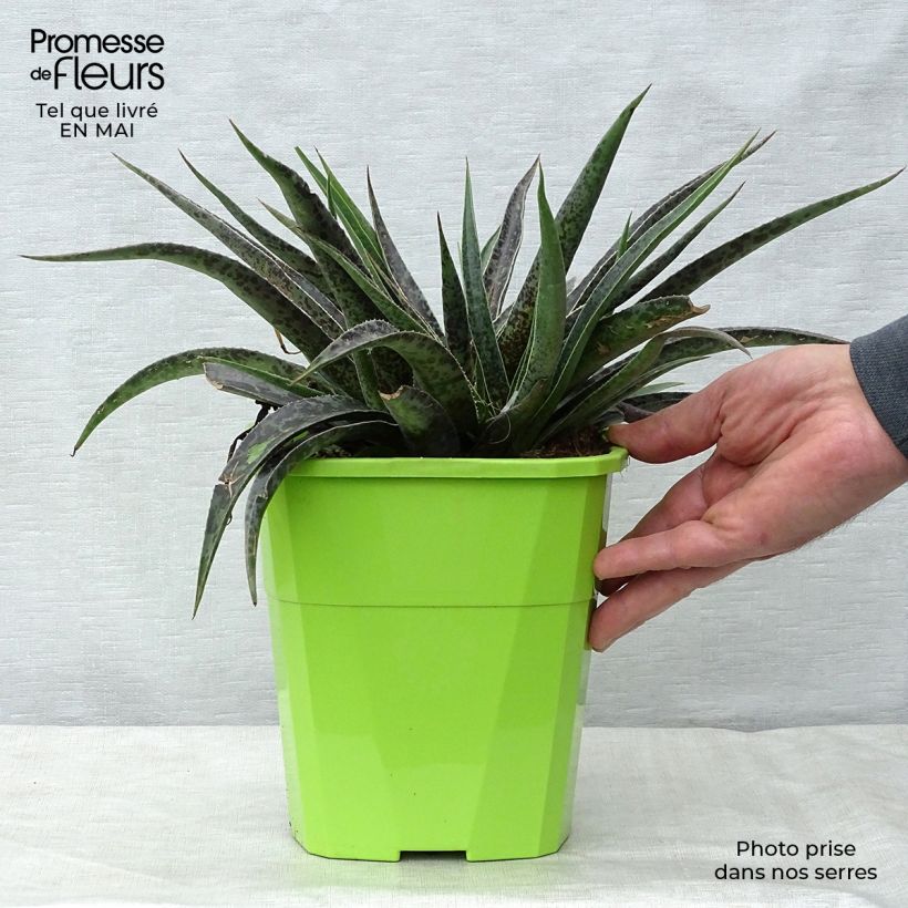 Exemplar von Mangave Mangavé Moonglow Topf mit 3L/4L wie im Frühjahr geliefert