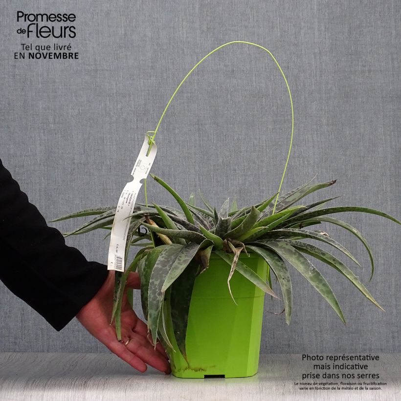 Exemplar von Mangave Mangavé Moonglow Topf mit 3L/4L wie im Herbst geliefert