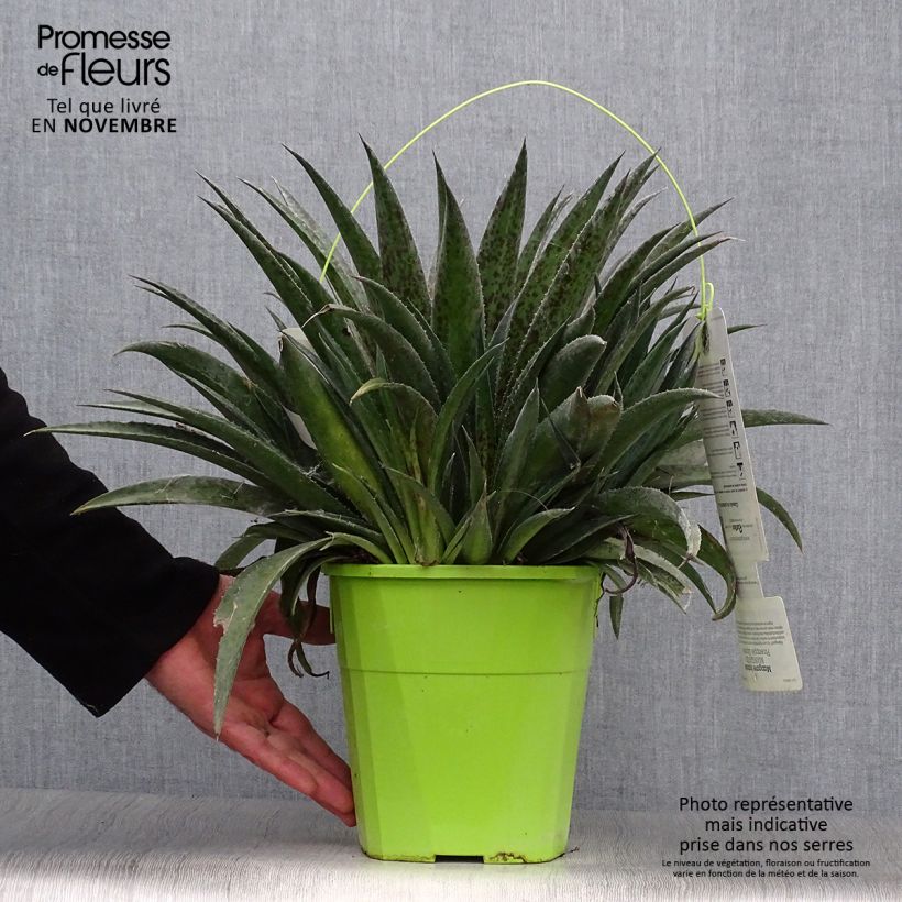 Exemplar von Mangave Mangavé Pineapple Express Topf mit 4L/5L wie im Herbst geliefert