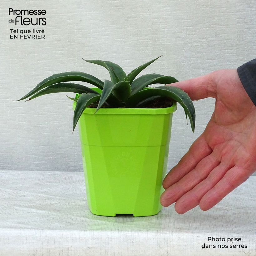 Exemplar von Mangave Mangavé Redwing Topf mit 1L/1,5L wie im Winter geliefert