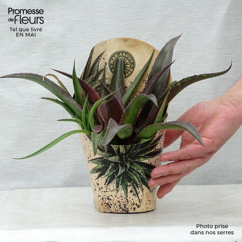 Exemplar von Mangave Mangavé Redwing Topf mit 1L/1,5L wie im Frühjahr geliefert