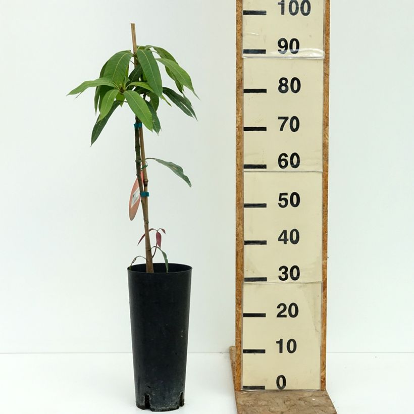 Exemplar von Mangobaum Osteen - Mangifera indica Topf mit 6L/7L wie im Sommer geliefert