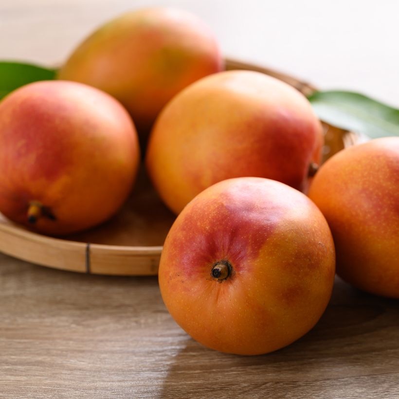 Mangobaum Tommy Atkins - Mangifera indica (Ernte)
