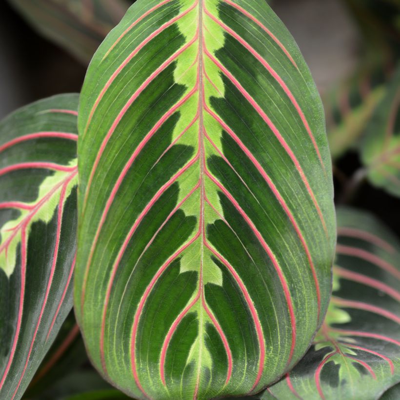 Maranta Tricolor Fascinator (Laub)