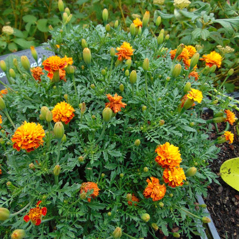 Studentenblume Mowgli Bicolour (Hafen)