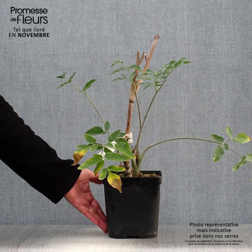 Exemplar von Mathiasella bupleuroides Green Dream Topf mit 3L/4L wie im Herbst geliefert