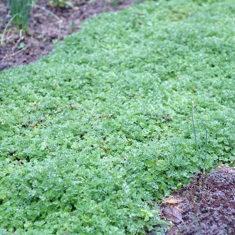 Matricaria tchihatchewii - Kamille (Hafen)