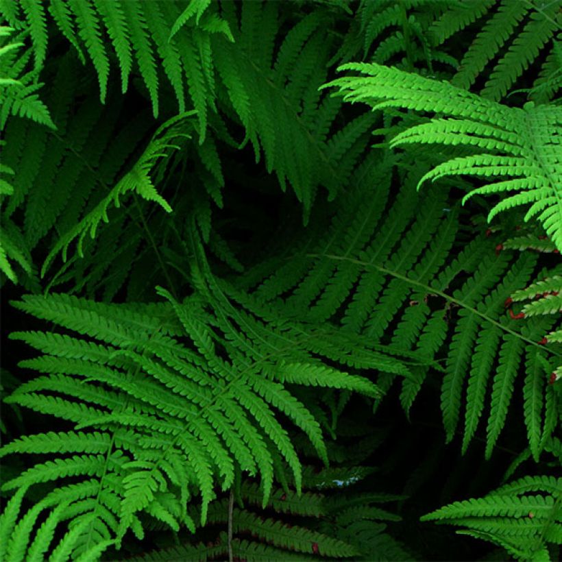 Amerikanischer Straußenfarn - Matteuccia struthiopteris var. pensylvanica (Laub)