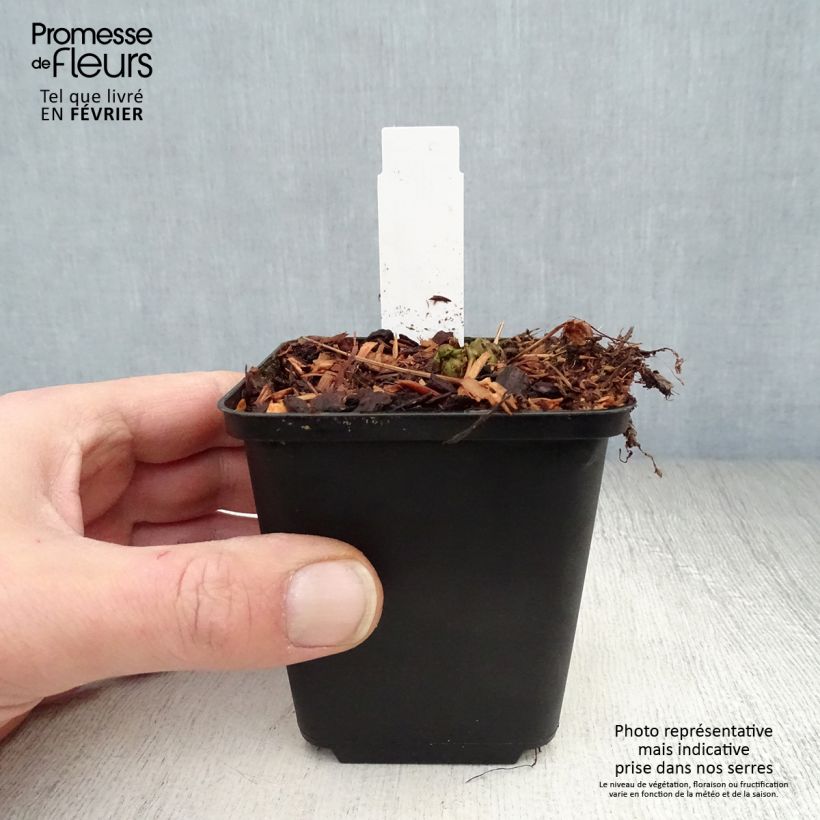 Exemplar von Amerikanischer Straußenfarn - Matteuccia struthiopteris var. pensylvanica Kleine Töpfe von 8/9 cm wie im Winter geliefert