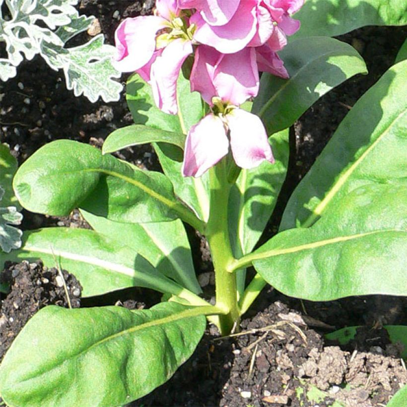 Levkoje - Matthiola incana (Laub)