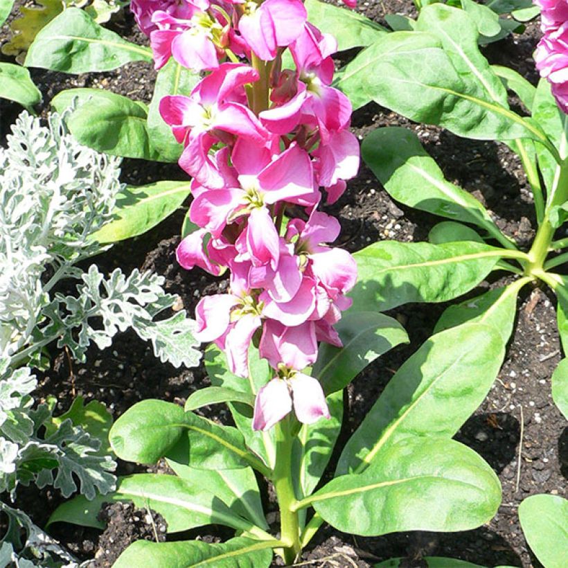 Levkoje - Matthiola incana (Hafen)