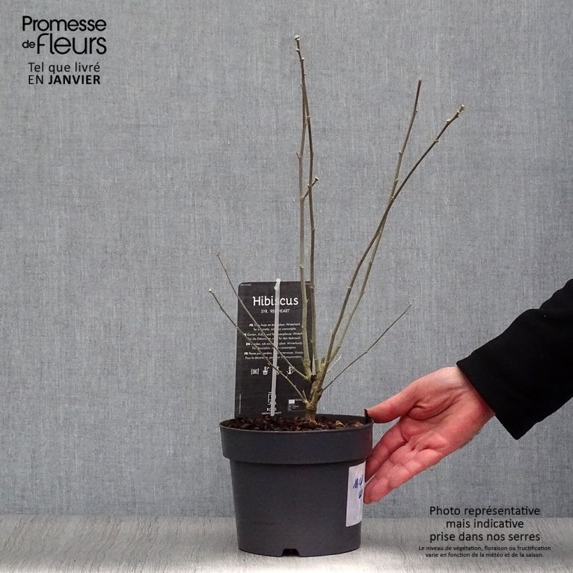 Exemplar von Garten-Hibiscus Red Heart - Hibiscus syriacus Topf mit 3L/4L wie im Winter geliefert