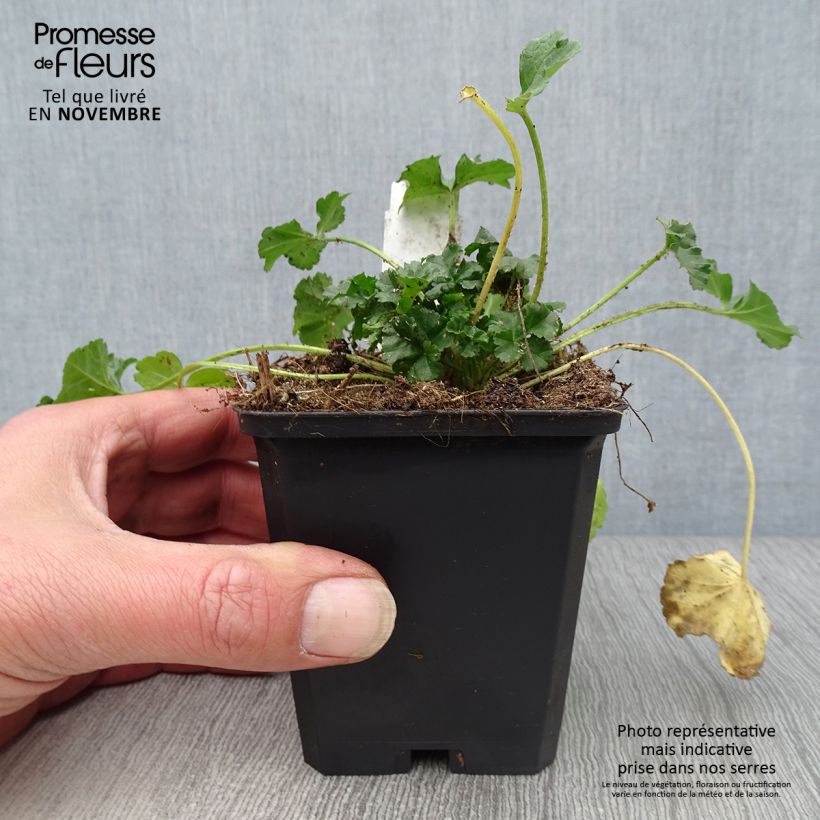 Exemplar von Moschus-Malve rosea - Malva moschata Kleine Töpfe von 8/9 cm wie im Herbst geliefert