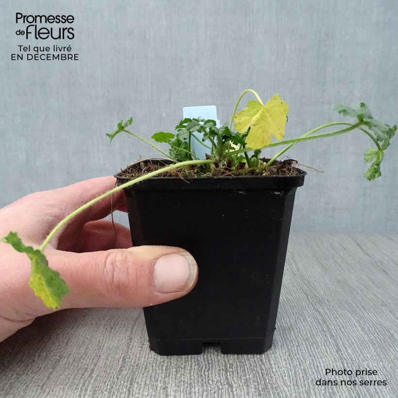 Exemplar von Moschus-Malve rosea - Malva moschata Kleine Töpfe von 8/9 cm wie im Winter geliefert