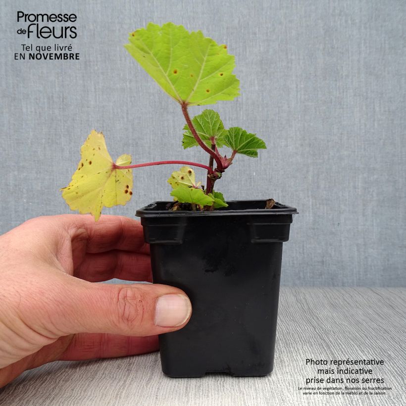 Exemplar von Wilde Malve - Malva sylvestris Kleine Töpfe von 7/8 cm wie im Herbst geliefert
