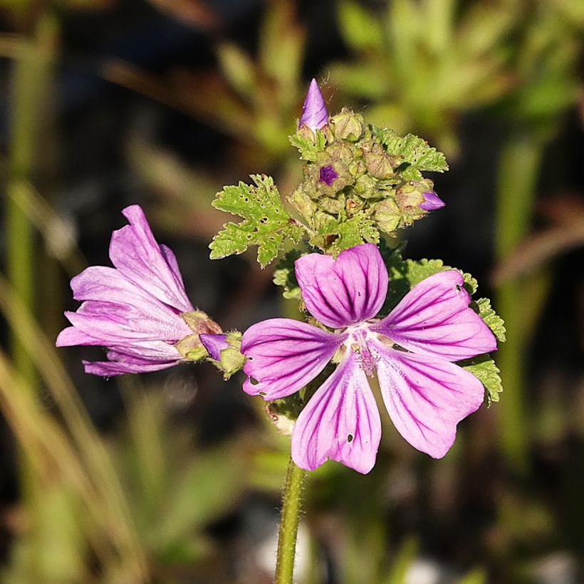 Wilde Malve - Malva sylvestris (Blüte)