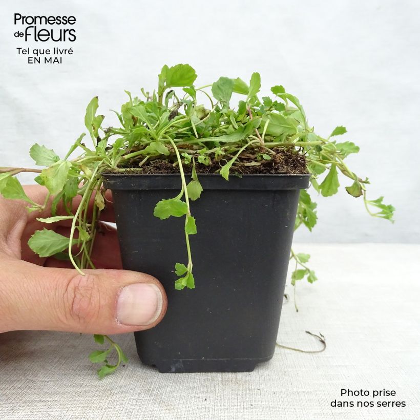 Exemplar von Mazus reptans - Lippenmäulchen Kleine Töpfe von 8/9 cm wie im Frühjahr geliefert